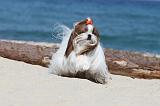 SHIH TZU 053